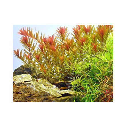 Rotala rotundifolia Orange juice