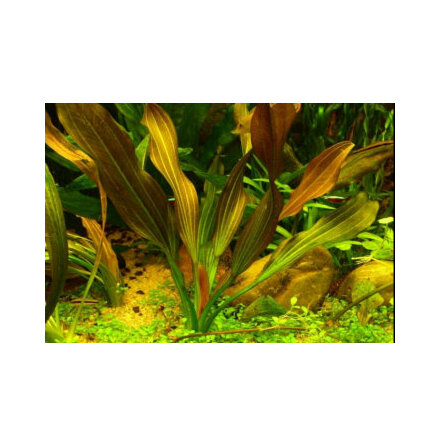 Echinodorus Hot pepper