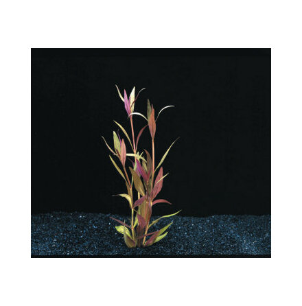 Alternanthera Reineckii Rosa i bunt