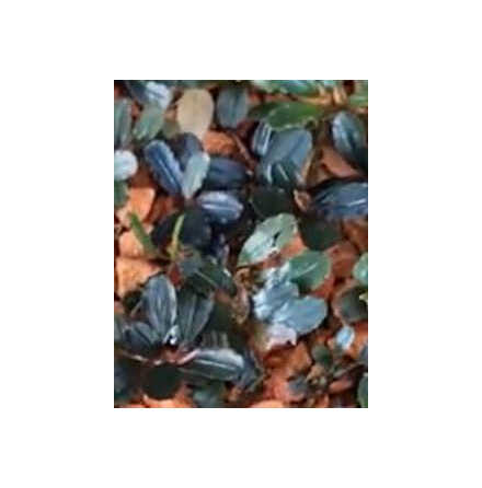 Bucephalandra Brownie blue invitro