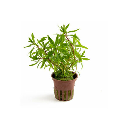 Ludwigia Inclinata Cuba