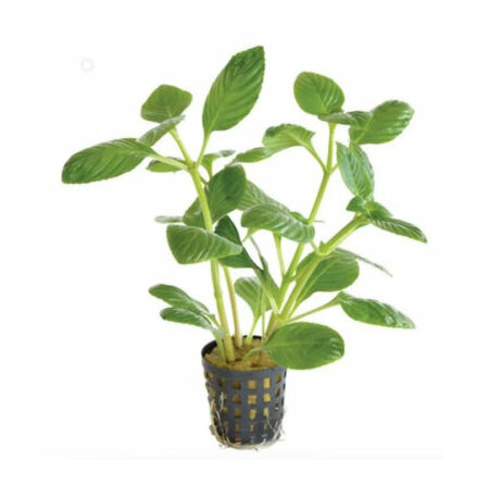 Limnophila Rugosa