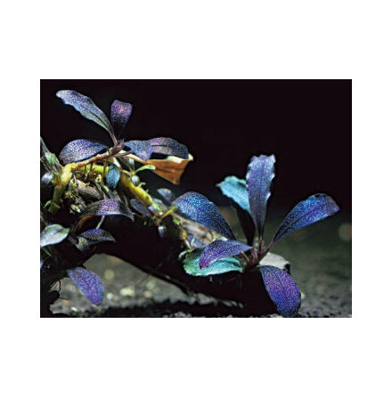 Bucephalandra brownie Ghost In Vitro eller i kruka