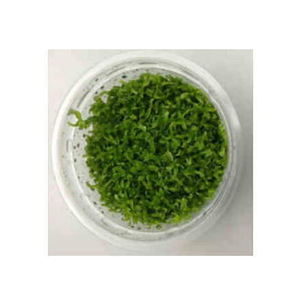 Hemianthus Glomeratum/Hemianthus micranthemoides Pearl weed 1-2Grow