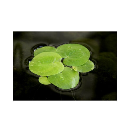 Limnobium Spongia 2st