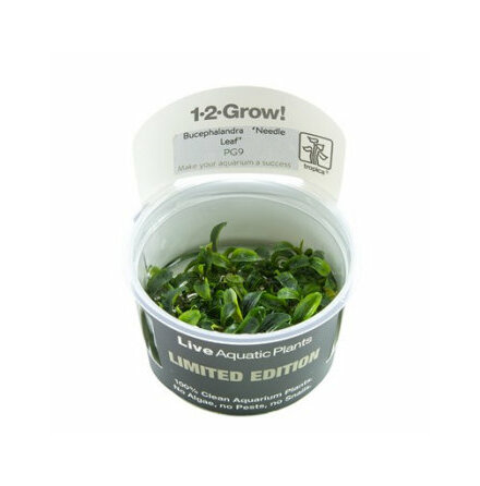 Bucephalandra sp. Needle Leaf 1-2 Grow Limited Edition
