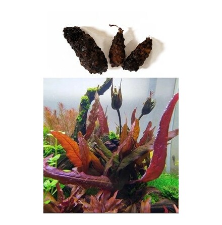 Barclaya longifolia (x3 knlar) Limited Edition