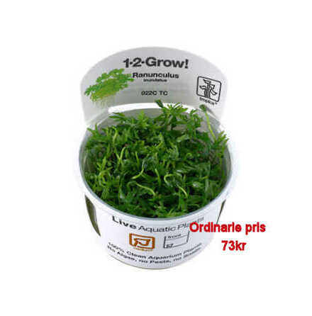 Ranunculus Inundatus 1-2 Grow