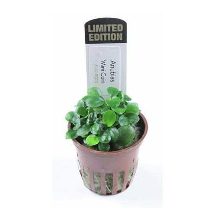 Anubias Mini Coin Limited Edition