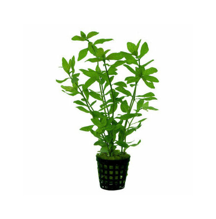 Hygrophila Rosaeaustralis