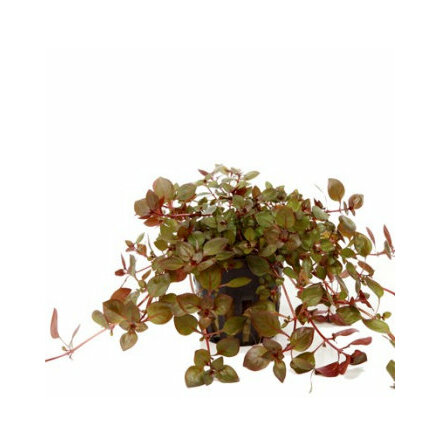 Ludwigia Palustris super red