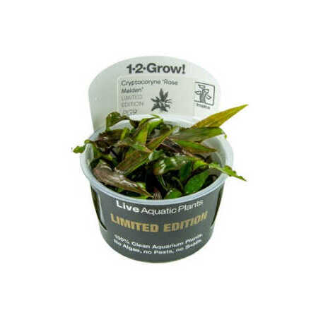 Cryptocoryne Nurii var. raubensis Rose Maiden 1-2Grow LE