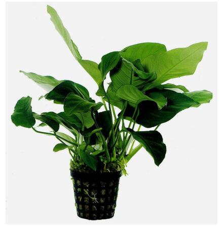 Anubias Barteri var Nana