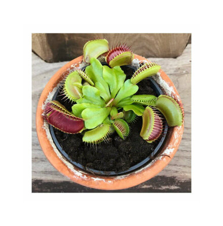 Dionaea Muscipula Venus Flugflla