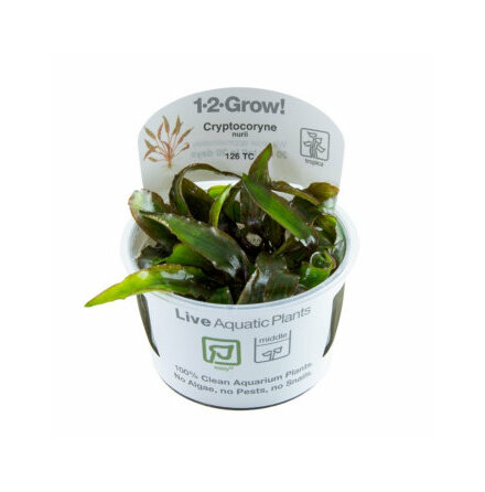 Cryptocoryne Nurii 1-2 Grow