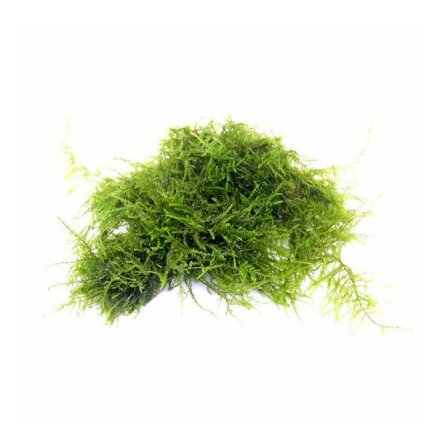 Vesicularia sp. Triangle moss portion