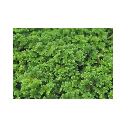 Azolla Filiculoides port