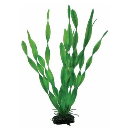 Vallisneria 34cm, Hobby