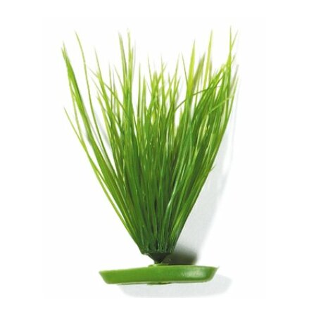 Hairgrass 20cm, Marina