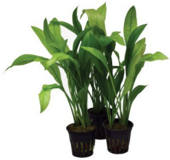 Amazonplanta Echinodorus